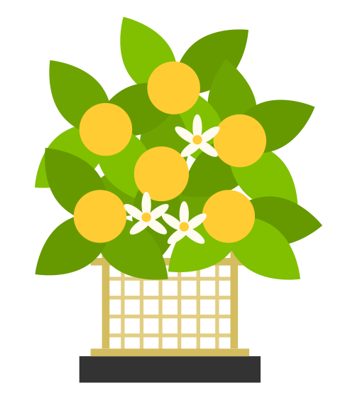 今日１２月２日は 七十二候に於ける 橘始黄 たちばなはじめてきばむ にあたります O バロータイヤ市場松阪店 タイヤ スタッドレス オールシーズンが安いタイヤ専門店